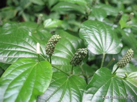 胡椒藤|【植物界全系列】胡椒目—胡椒科（上）